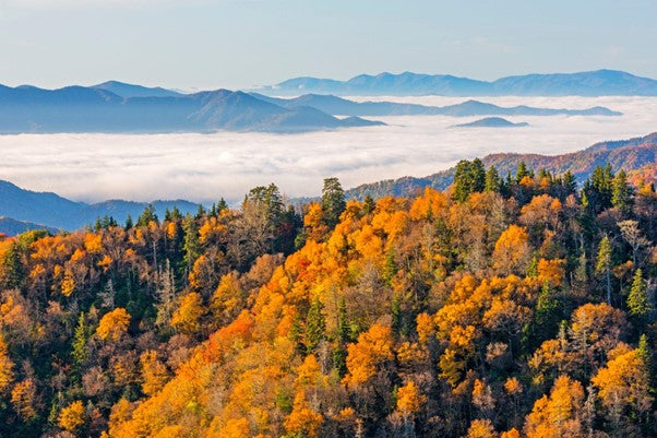 A Parent’s Guide to Exploring the Great Smoky Mountains with Kids